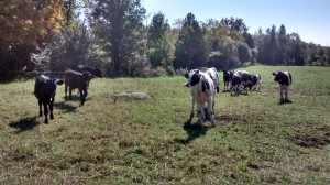 cows in fall field
